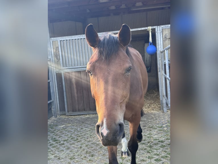 Hanovrien Hongre 6 Ans 170 cm Bai in Pulheim