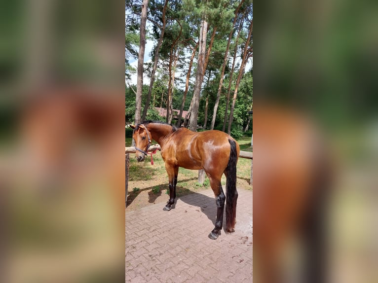 Hanovrien Hongre 6 Ans 170 cm Bai in Pulheim