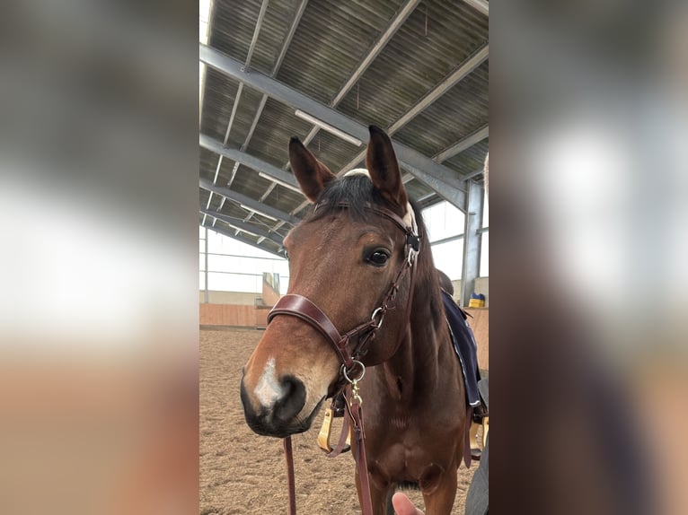 Hanovrien Hongre 6 Ans 170 cm Bai in Pulheim