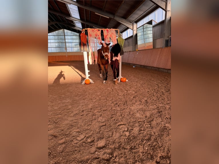 Hanovrien Hongre 6 Ans 170 cm Bai in Pulheim