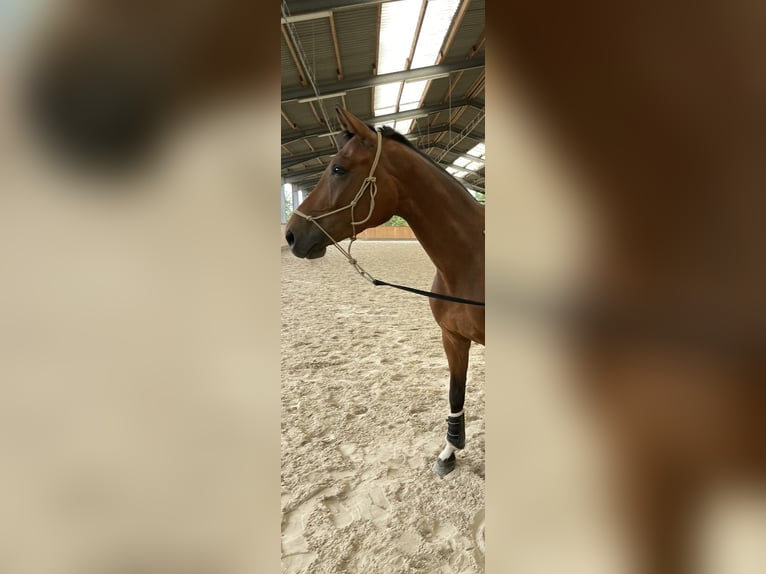 Hanovrien Hongre 6 Ans 170 cm Bai in Pulheim