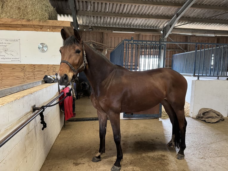 Hanovrien Hongre 6 Ans 170 cm Bai in Pulheim