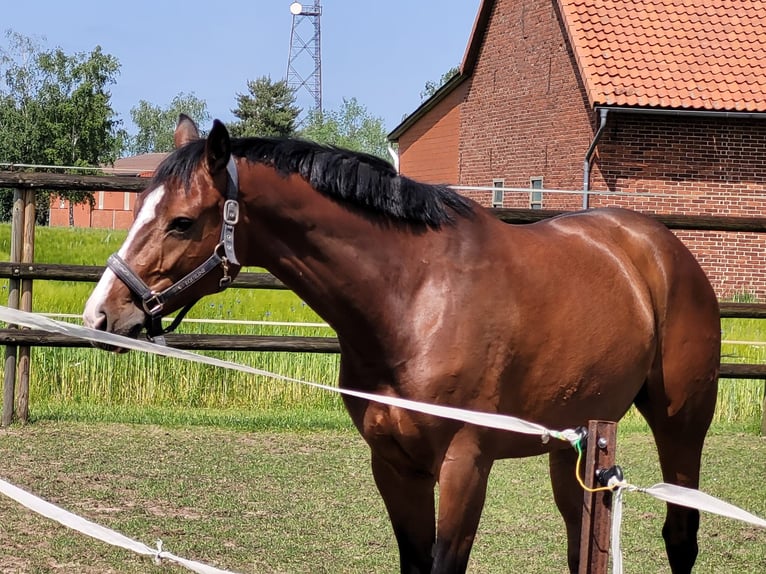 Hanovrien Hongre 6 Ans 170 cm Bai in Regesbostel