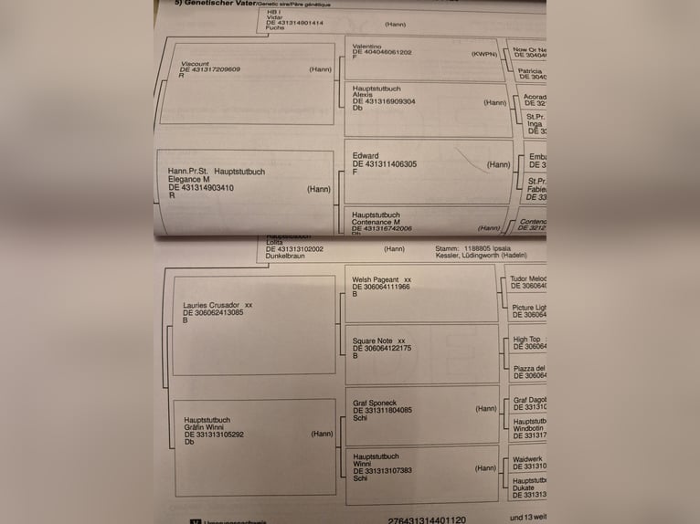 Hanovrien Hongre 6 Ans 170 cm Noir in Baienfurt