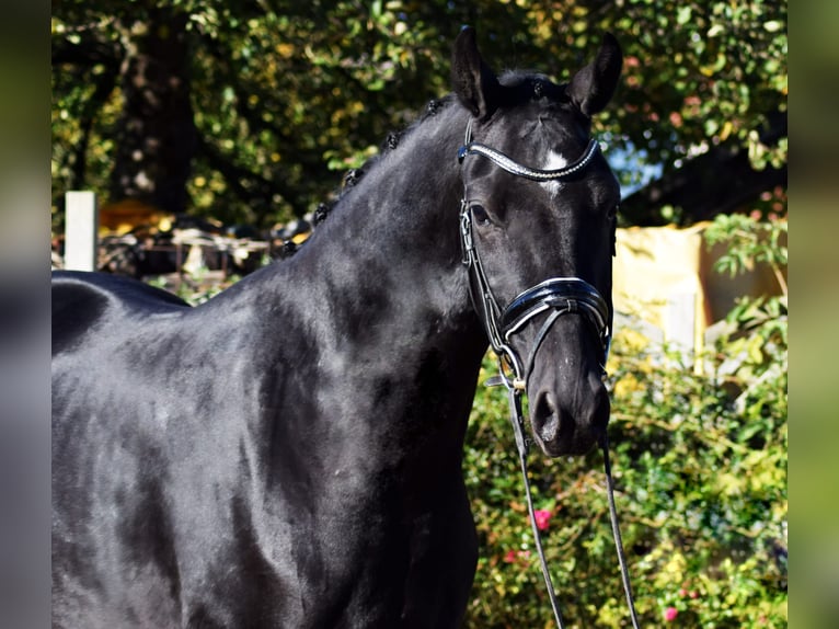 Hanovrien Hongre 6 Ans 170 cm Noir in Bensheim