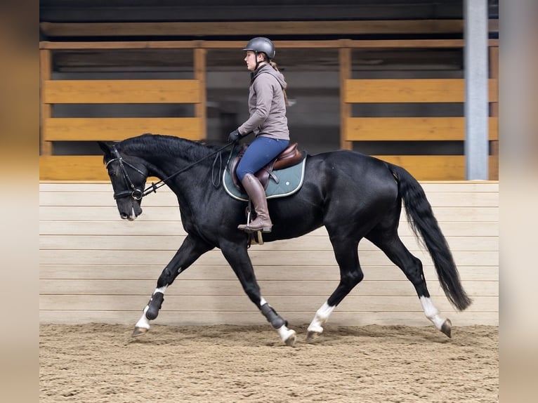 Hanovrien Hongre 6 Ans 170 cm Noir in Davidschlag