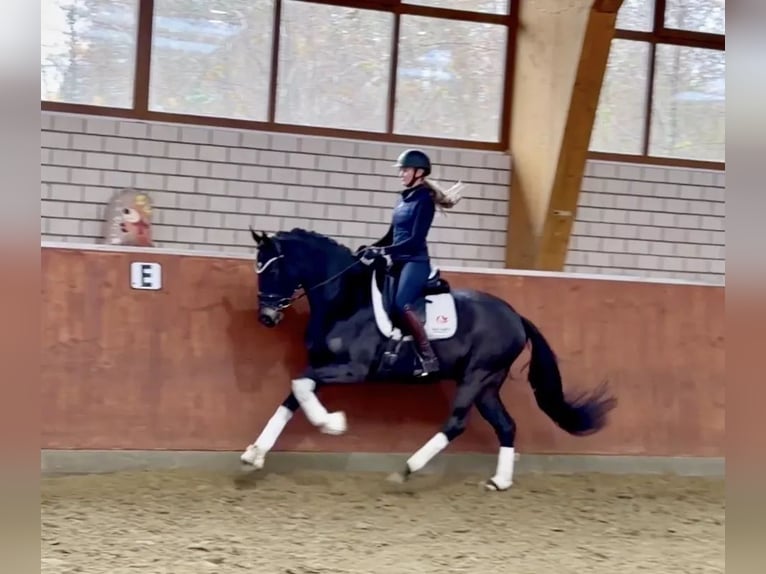Hanovrien Hongre 6 Ans 170 cm Noir in Fredensborg