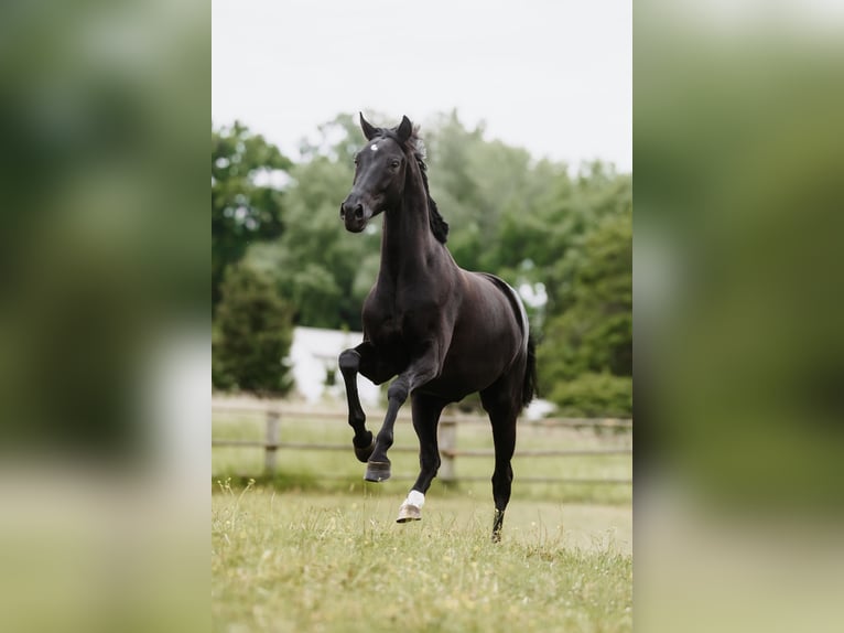 Hanovrien Hongre 6 Ans 170 cm Noir in Mannheim
