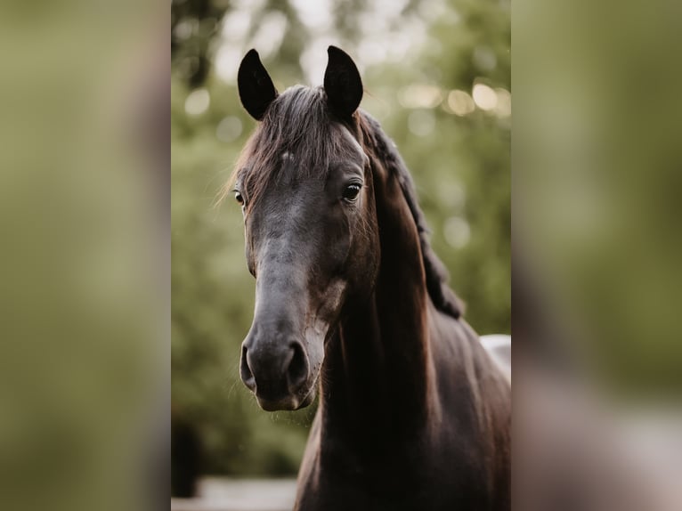 Hanovrien Hongre 6 Ans 170 cm Noir in Mannheim