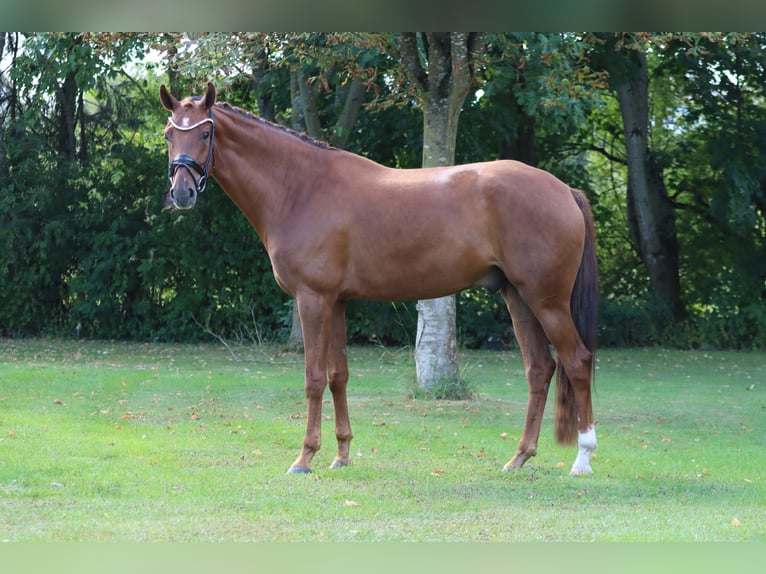 Hanovrien Hongre 6 Ans 171 cm Alezan in B&#xF6;rrstadt