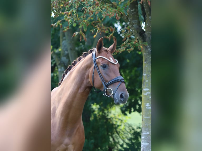 Hanovrien Hongre 6 Ans 171 cm Alezan in B&#xF6;rrstadt