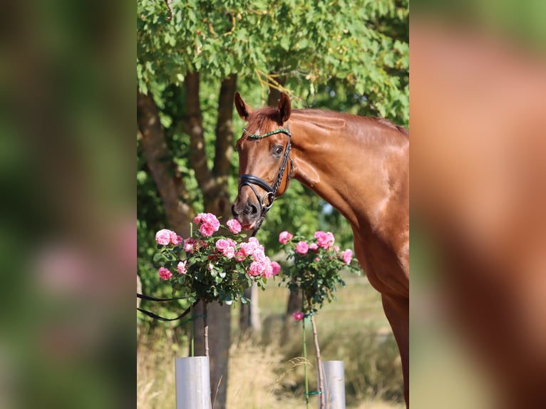 Hanovrien Hongre 6 Ans 171 cm Alezan in B&#xF6;rrstadt