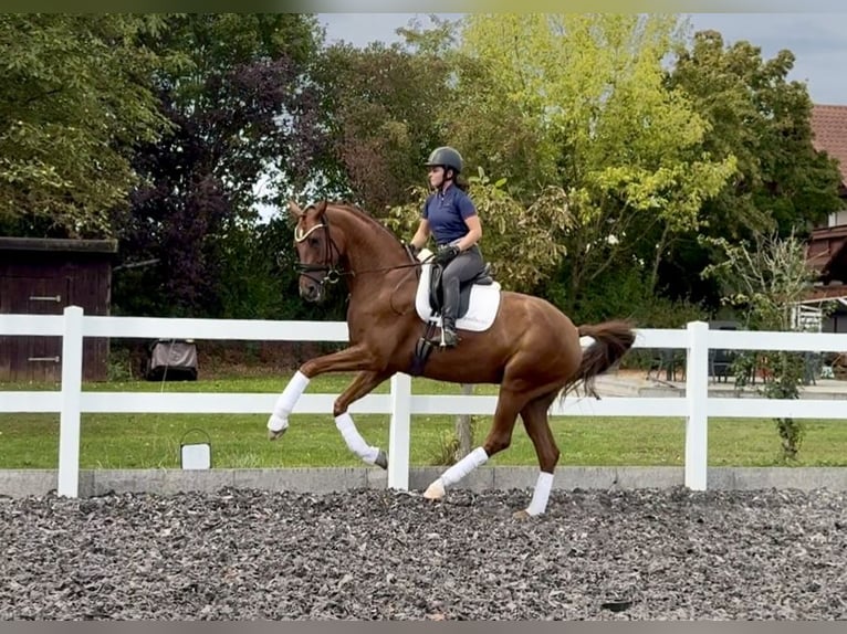Hanovrien Hongre 6 Ans 171 cm Alezan in B&#xF6;rrstadt