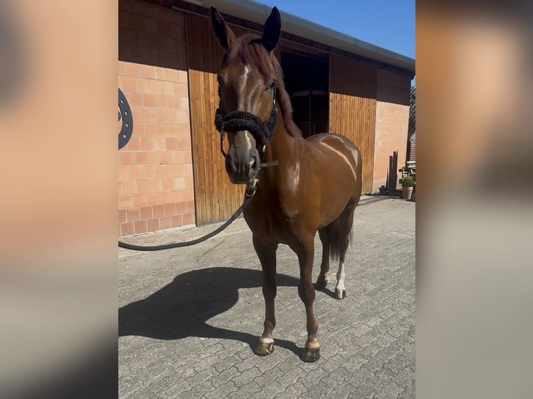Hanovrien Hongre 6 Ans 171 cm Alezan in Lienen