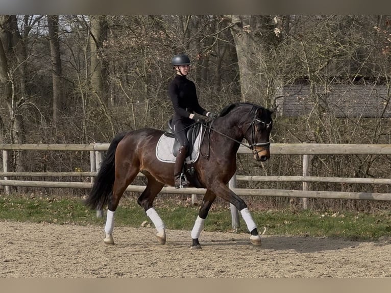 Hanovrien Hongre 6 Ans 171 cm Bai brun in Hoya