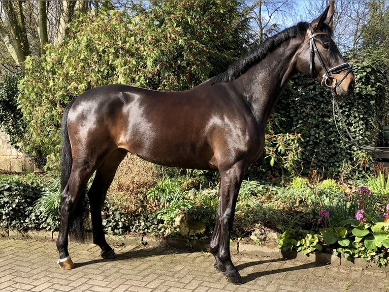 Hanovrien Hongre 6 Ans 171 cm Bai brun in Sehnde