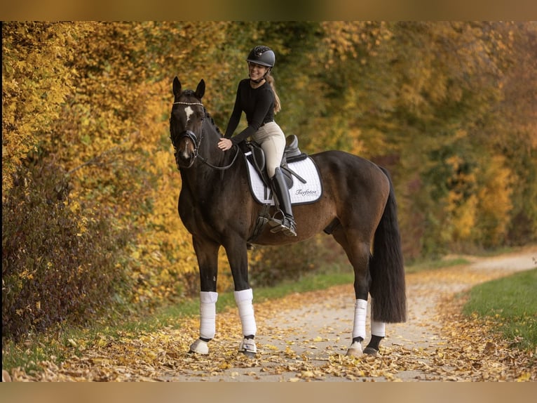 Hanovrien Hongre 6 Ans 171 cm Bai brun in Womrath