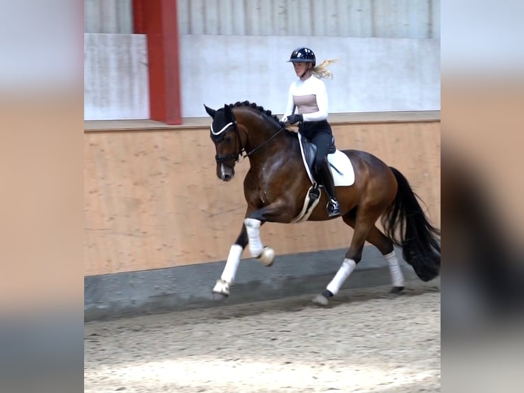 Hanovrien Hongre 6 Ans 171 cm Bai in Hohenfelde