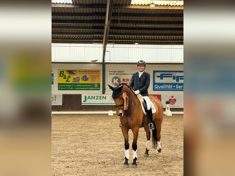 Hanovrien Hongre 6 Ans 171 cm Bai in Greven