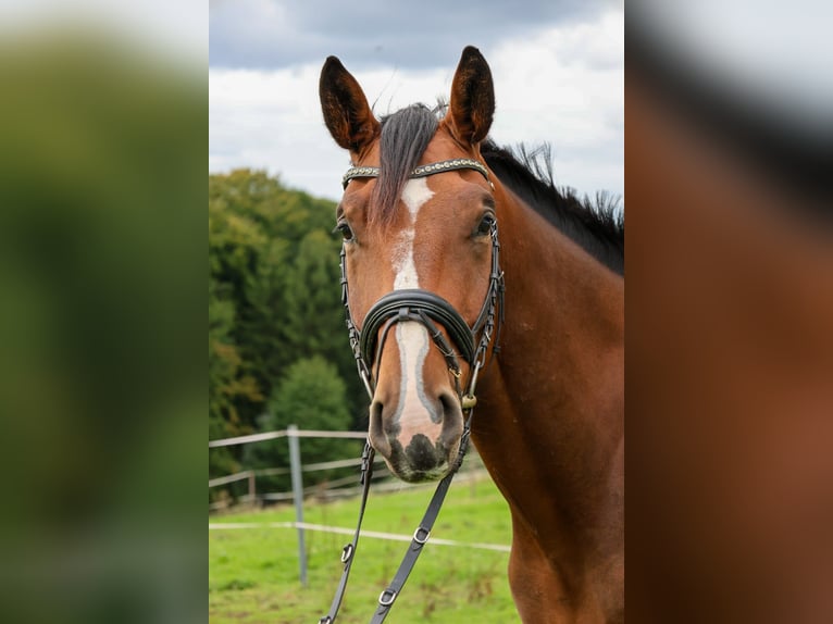 Hanovrien Hongre 6 Ans 171 cm Bai in Burscheid