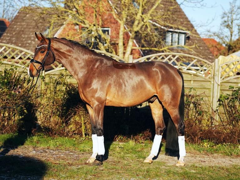 Hanovrien Hongre 6 Ans 171 cm Bai in Hohenfelde