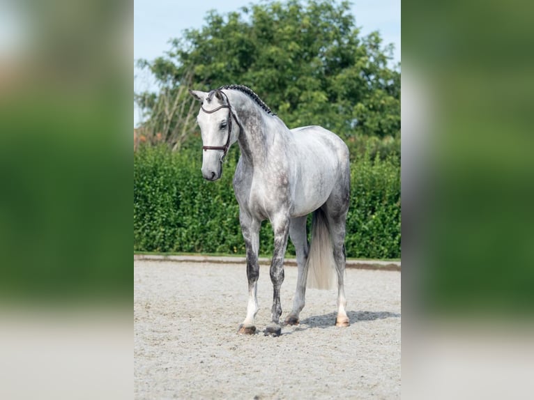 Hanovrien Hongre 6 Ans 171 cm Gris in Bladel