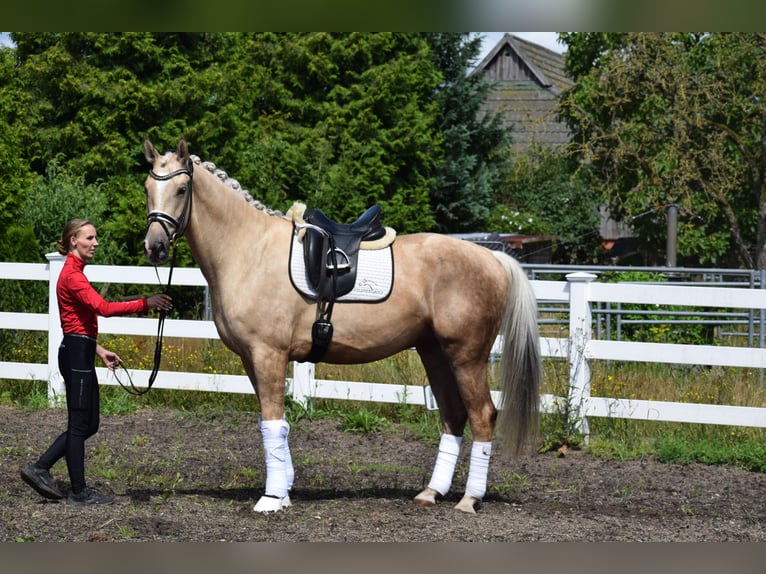 Hanovrien Hongre 6 Ans 171 cm Palomino in Dätgen