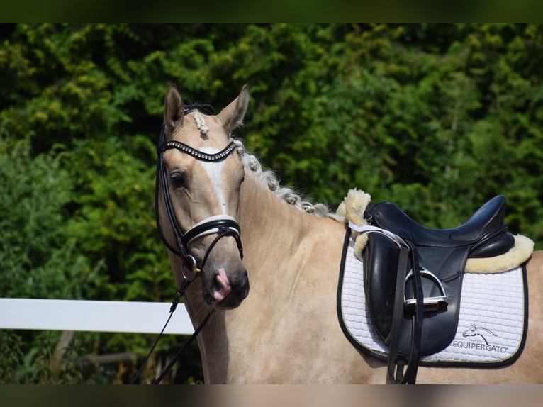 Hanovrien Hongre 6 Ans 171 cm Palomino in Dätgen