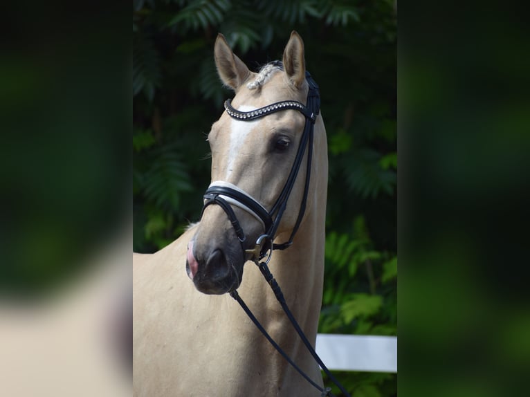 Hanovrien Hongre 6 Ans 171 cm Palomino in Dätgen