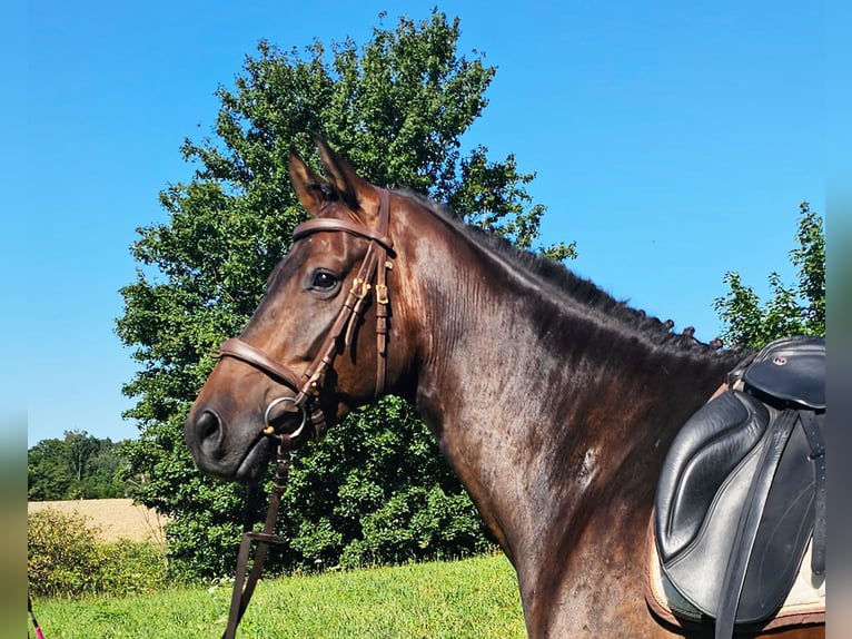 Hanovrien Hongre 6 Ans 172 cm Bai brun in Eggstätt
