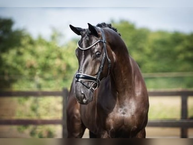 Hanovrien Hongre 6 Ans 172 cm Bai brun in Aurich