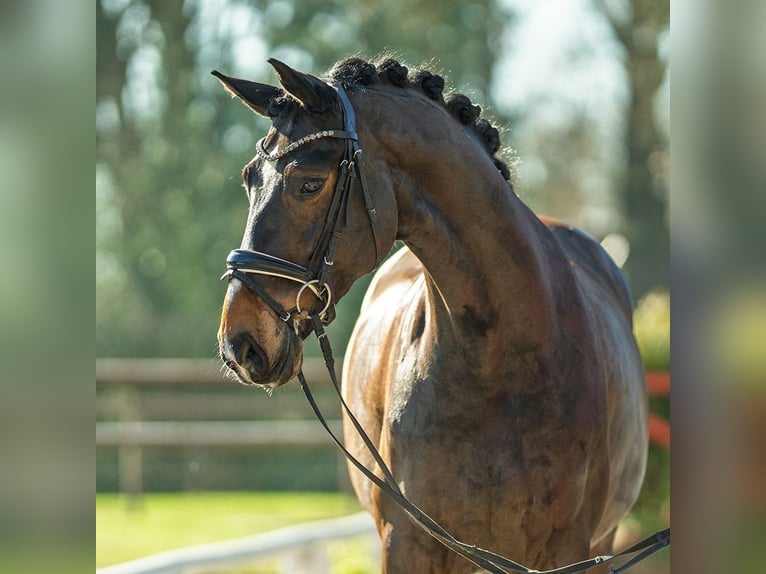 Hanovrien Hongre 6 Ans 172 cm Bai brun in Münster-Handorf