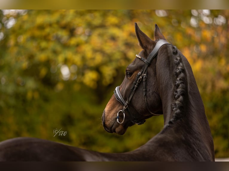 Hanovrien Hongre 6 Ans 172 cm Bai brun in Womrath