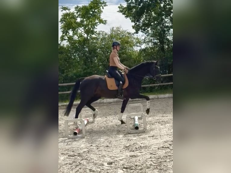 Hanovrien Hongre 6 Ans 172 cm Bai brun foncé in Hamburg