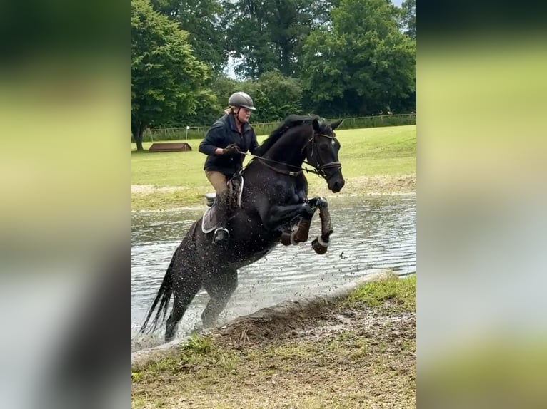 Hanovrien Hongre 6 Ans 172 cm Bai brun foncé in Hamburg