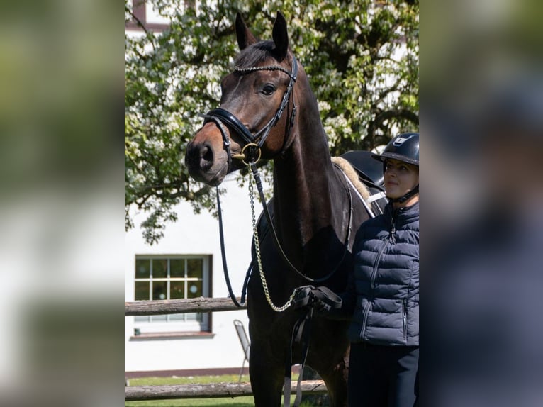 Hanovrien Hongre 6 Ans 172 cm Bai brun foncé in Greven