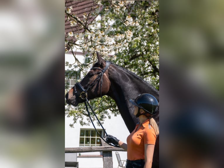 Hanovrien Hongre 6 Ans 172 cm Bai brun foncé in Greven