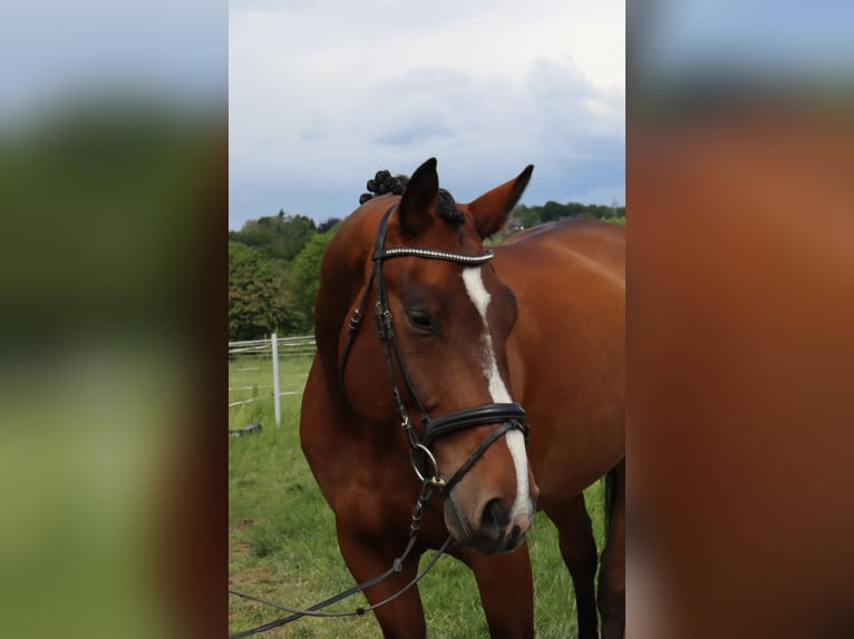 Hanovrien Hongre 6 Ans 172 cm Bai in Burscheid