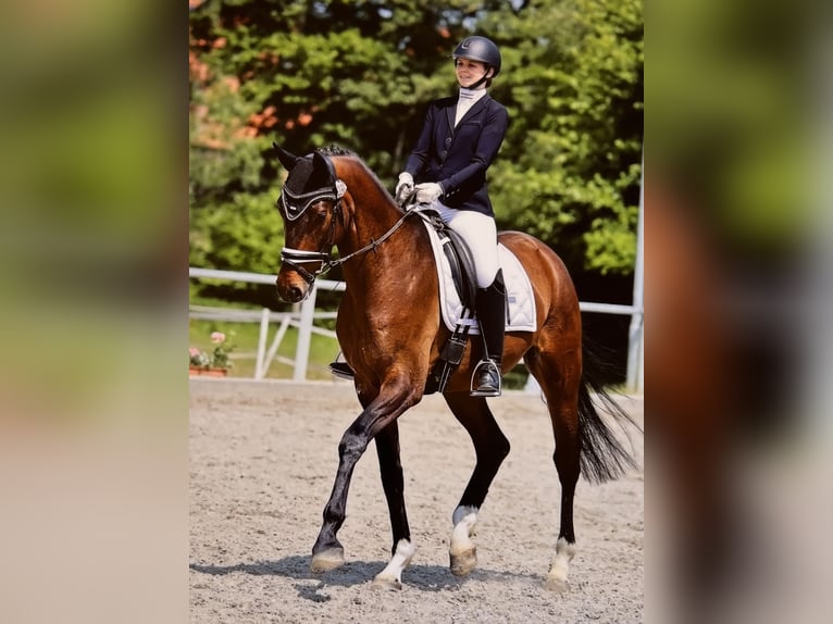 Hanovrien Hongre 6 Ans 172 cm Bai in Hardegsen