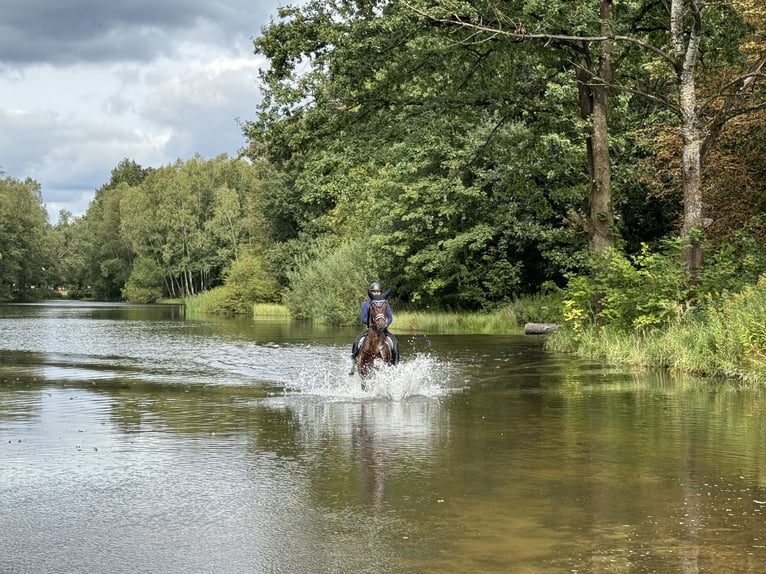 Hanovrien Hongre 6 Ans 172 cm Bai in Hardegsen