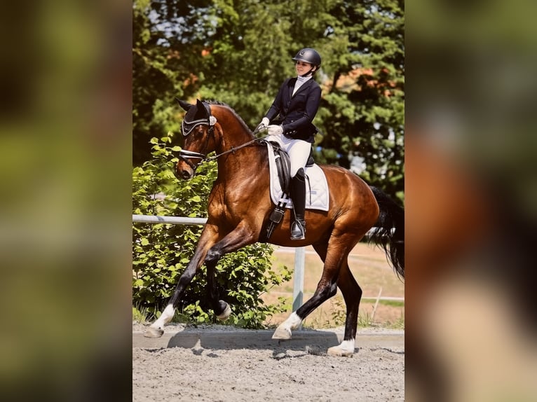 Hanovrien Hongre 6 Ans 172 cm Bai in Hardegsen