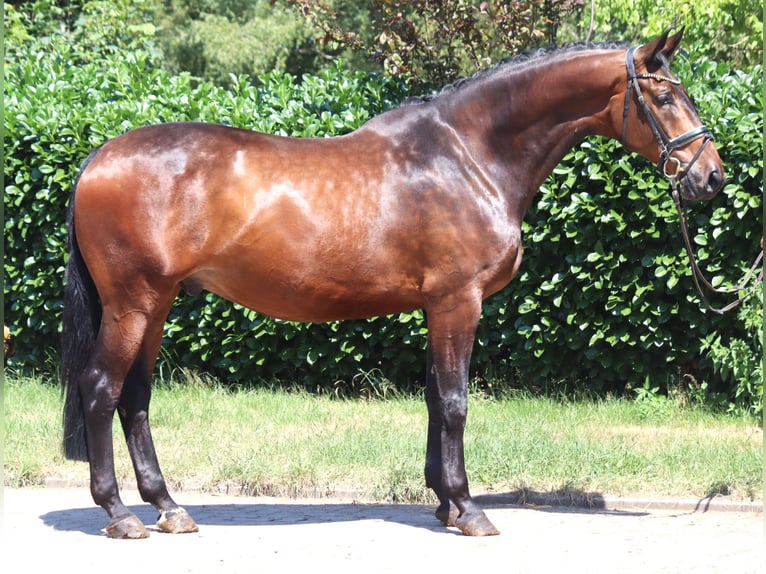 Hanovrien Hongre 6 Ans 172 cm Bai in Selsingen