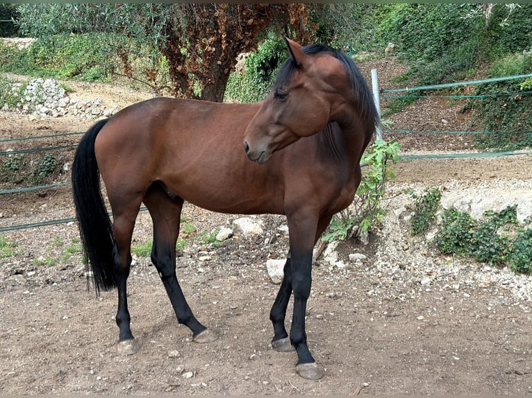 Hanovrien Hongre 6 Ans 172 cm Bai in Levens