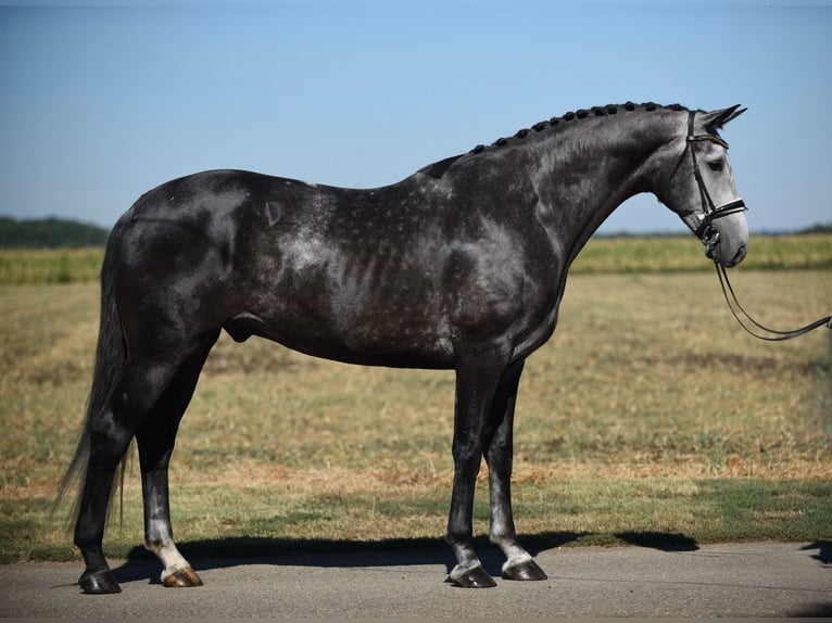 Hanovrien Hongre 6 Ans 172 cm Gris in Cegléd