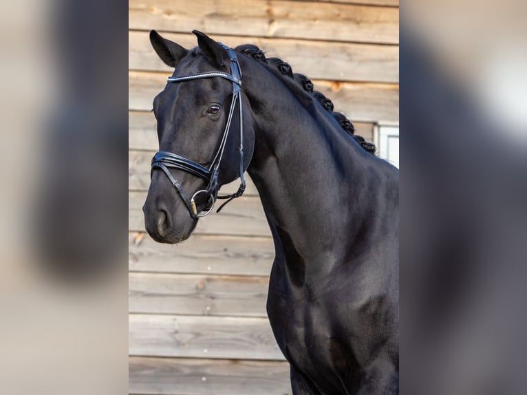 Hanovrien Hongre 6 Ans 172 cm Noir in Emlichheim