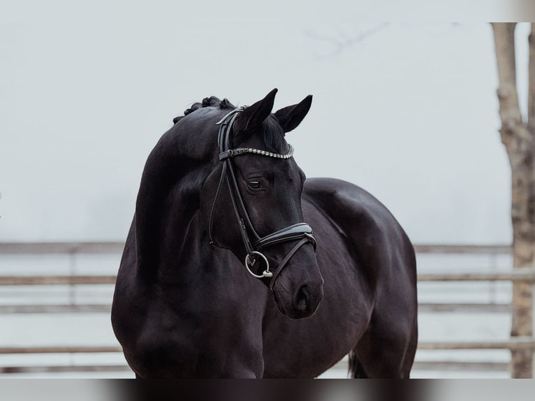 Hanovrien Hongre 6 Ans 172 cm Noir in Riedstadt