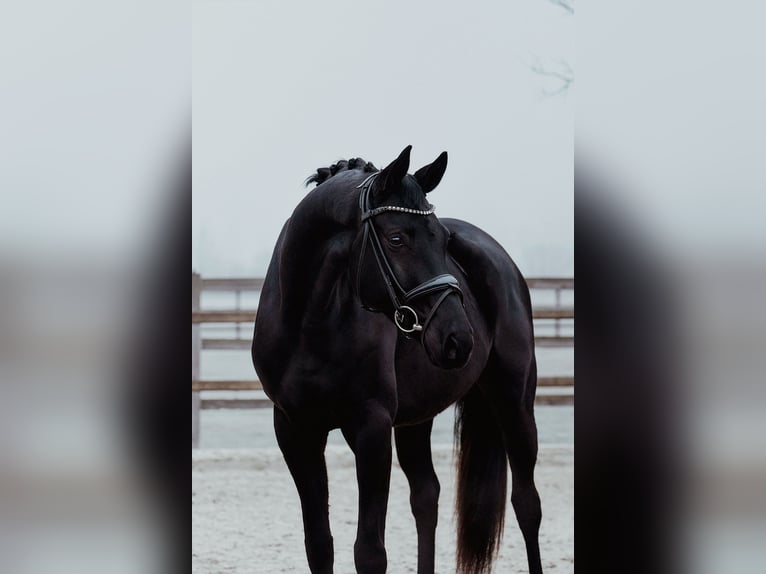 Hanovrien Hongre 6 Ans 172 cm Noir in Riedstadt