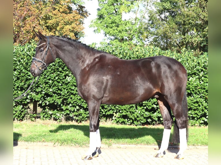 Hanovrien Hongre 6 Ans 172 cm Noir in Selsingen