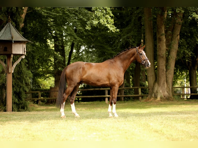 Hanovrien Hongre 6 Ans 173 cm Alezan brûlé in Greven