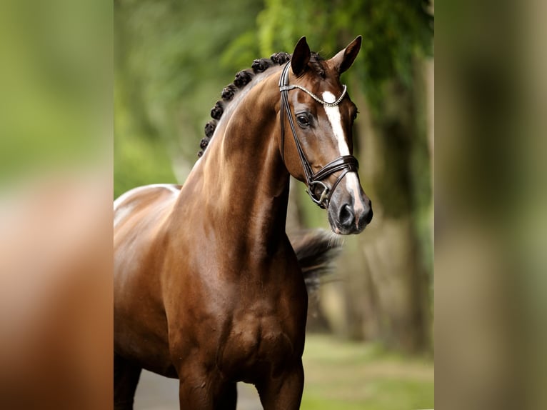 Hanovrien Hongre 6 Ans 173 cm Alezan brûlé in Greven